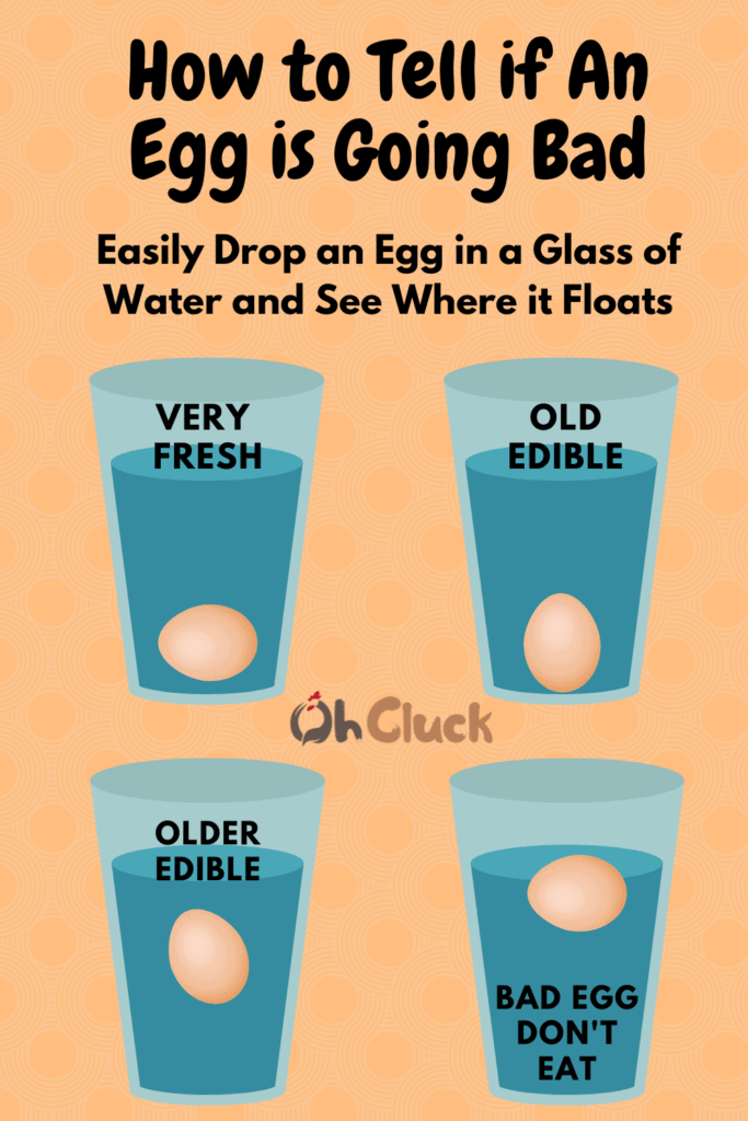 Floating freshness by test eggs for The Egg