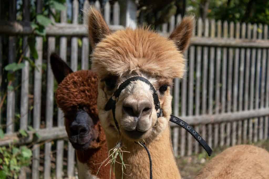 alpacas can guard chickens