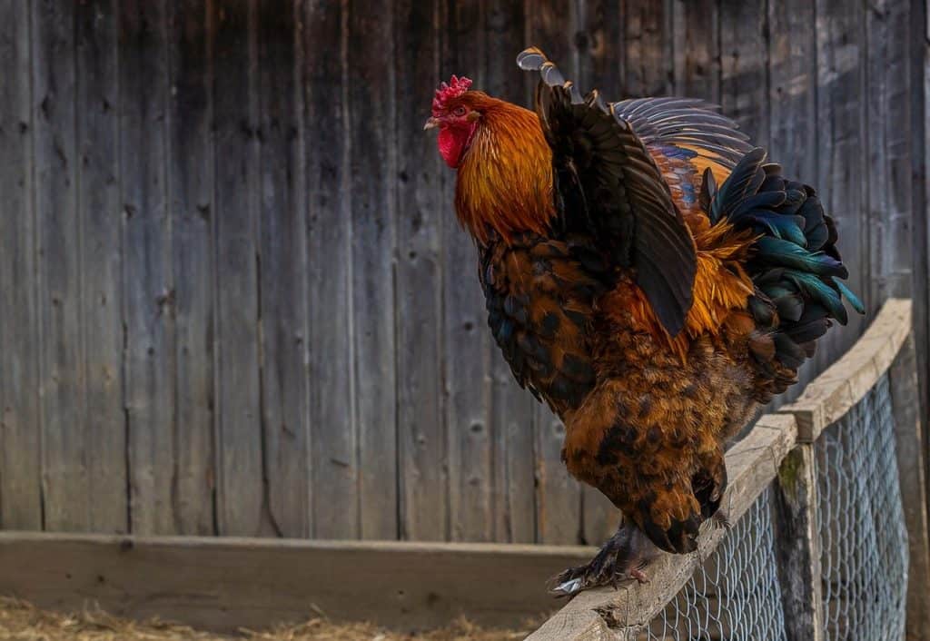 Frisky Rooster