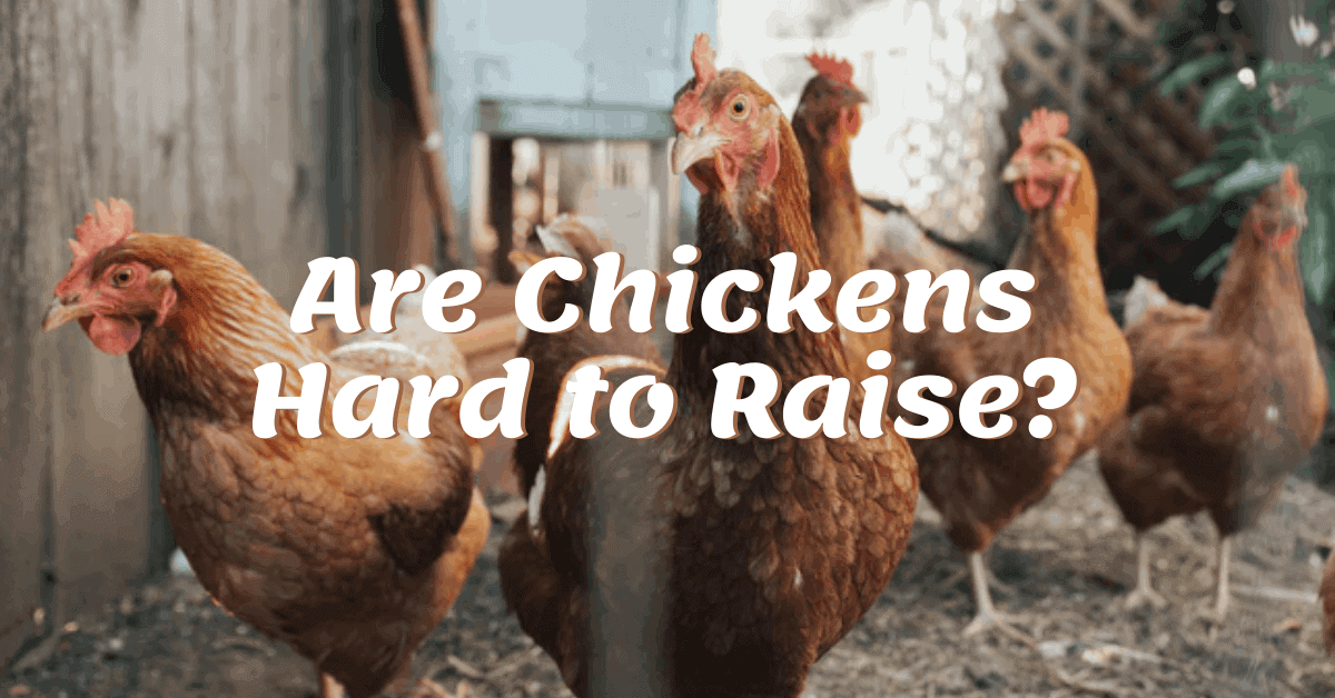 Are chickens hard to raise?