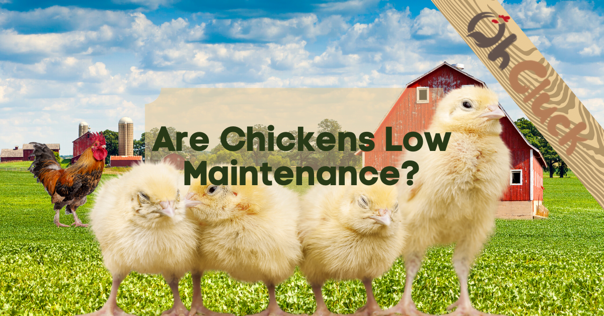 Are Chickens Low Maintenance
