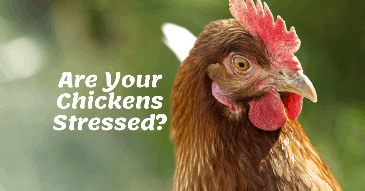 8 Reasons Why Your Chickens Are Stressed [2020]