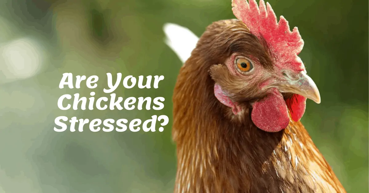 Are your chickens stressed?