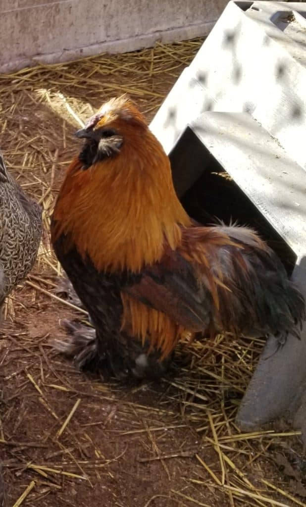 Britches the Rooster fun and entertaining