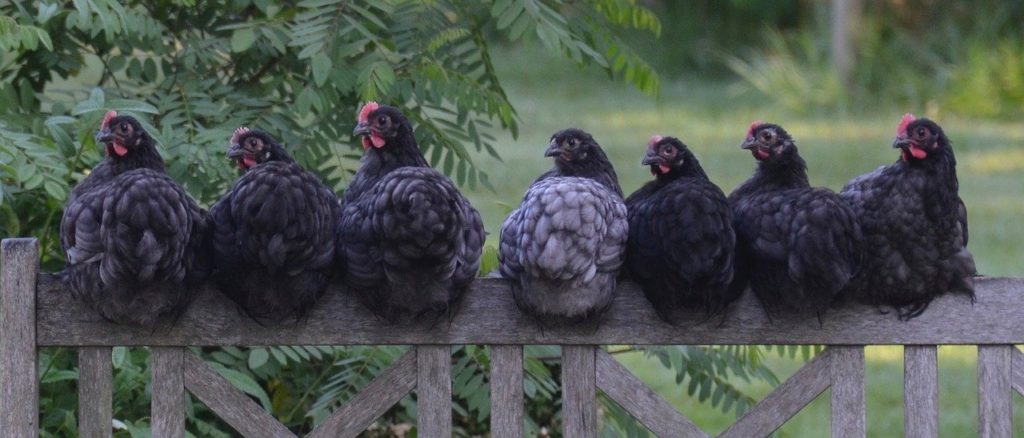 chickens roosting on a fence