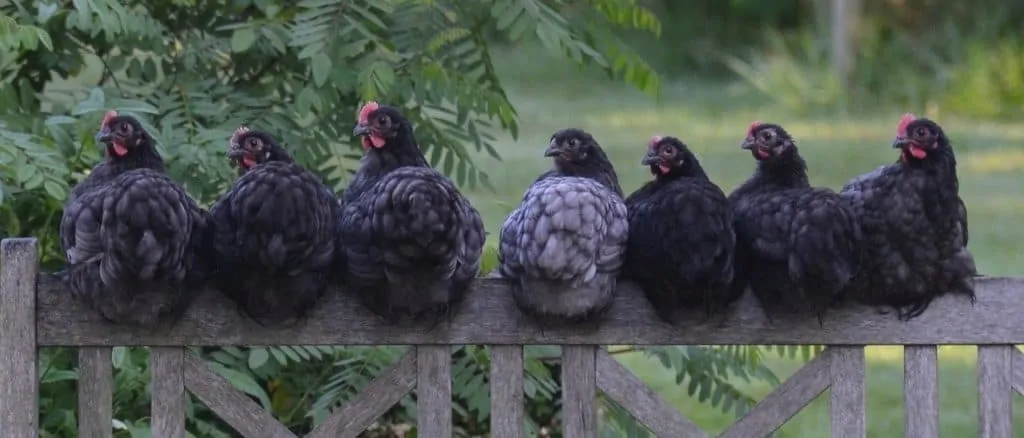 chickens roosting on a fence