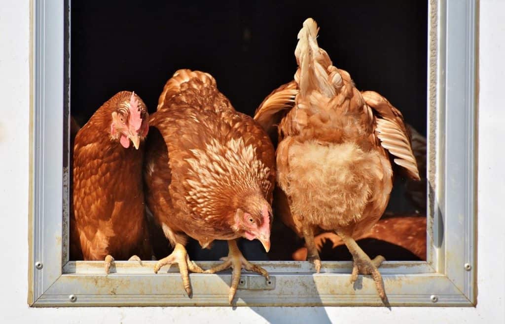 chicken, hen, poultry, change in pecking order