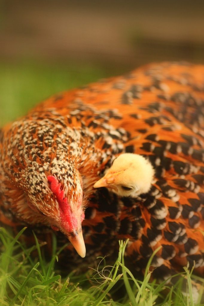 Building Trust with Your Chickens Makes it Easier to Catch Them
