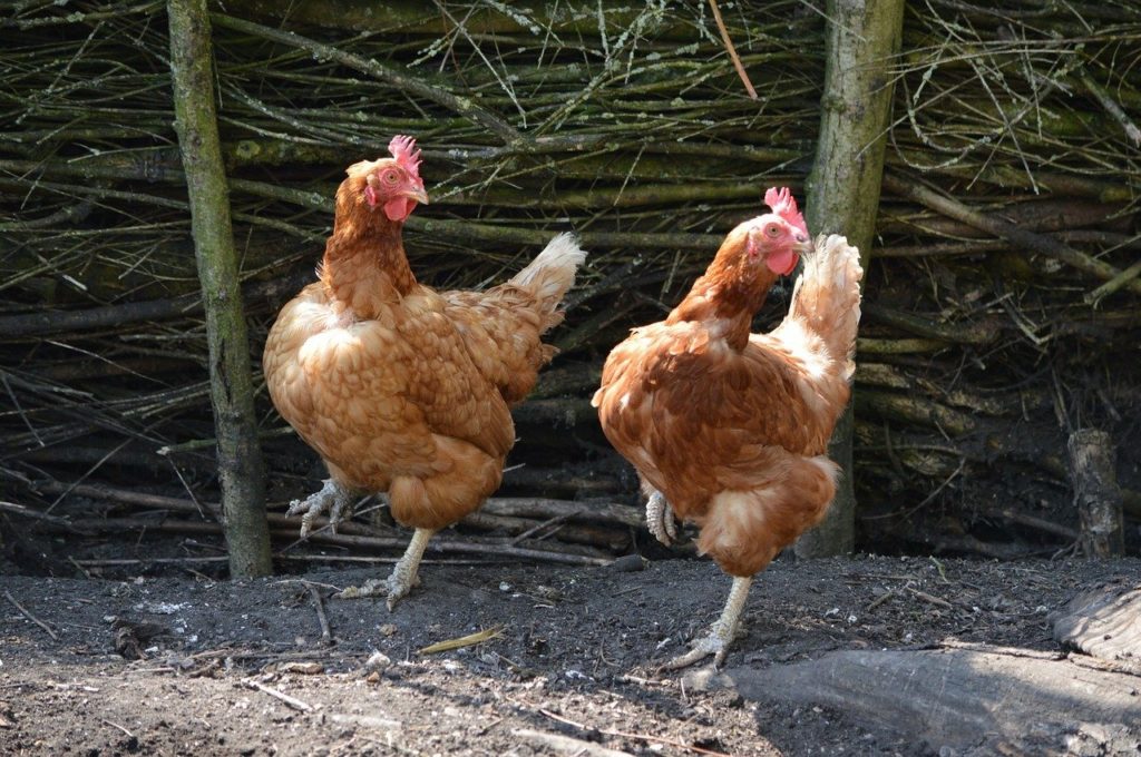 Corner and Grab Your Chickens Makes it Easy to Catch Your Chickens