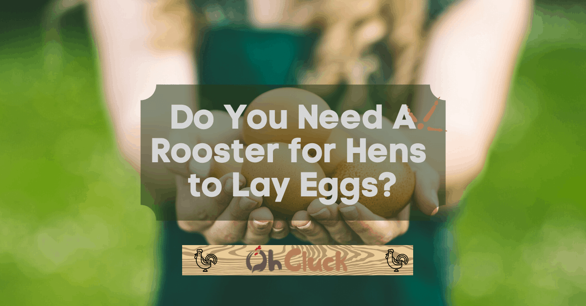 Do you need a rooster for hens to lay eggs?