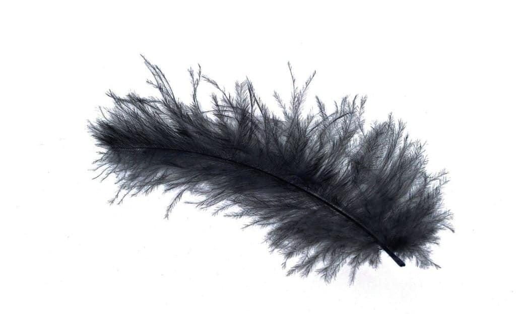 feather, down feather, bird feather