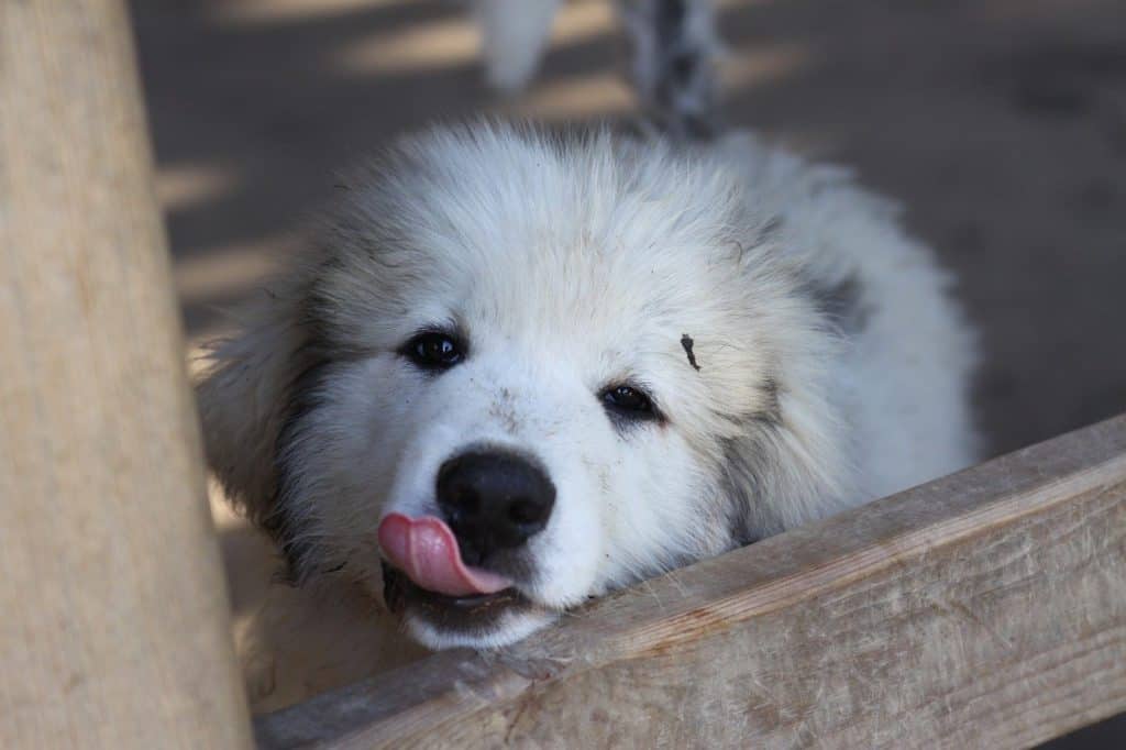 future guardian animal, great pyrenees