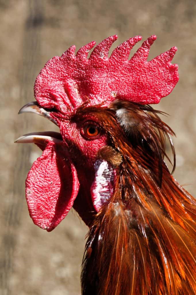 hahn, cockscomb, poultry