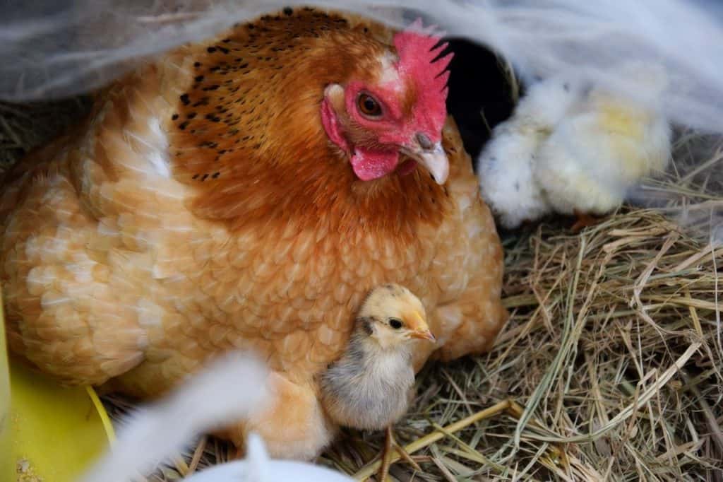 hen, chicks, chicken