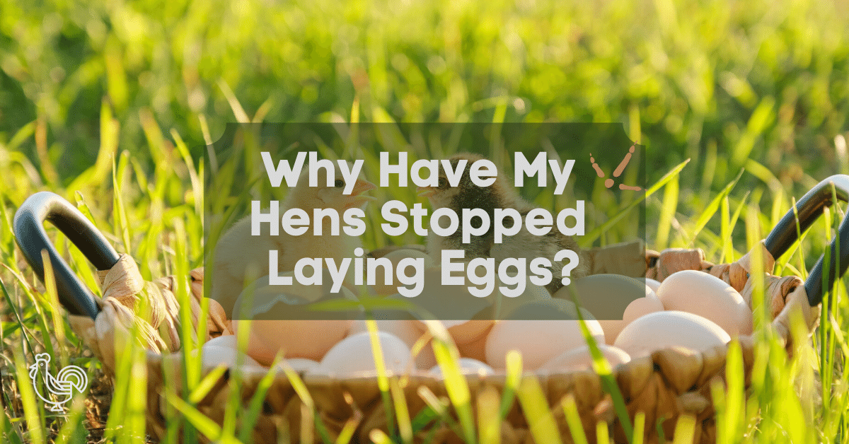13 Reasons Why Your Hens Stopped Laying Eggs [Guide]