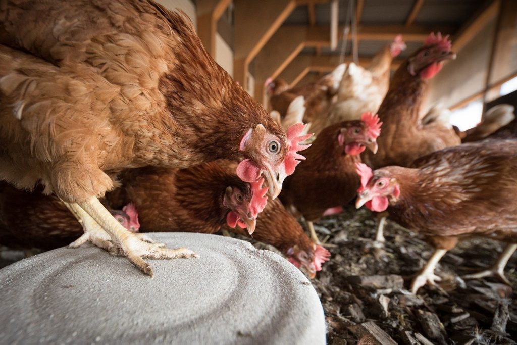 Catch them in the coop