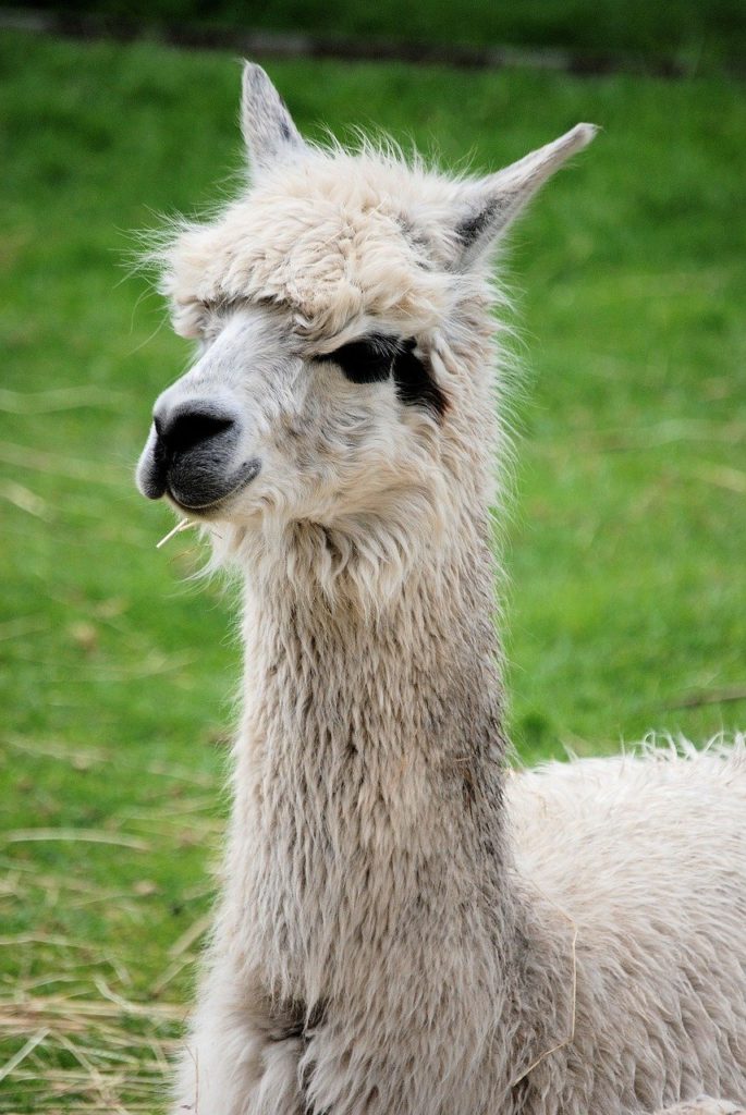 Llamas one of the best guardian animal for chickens