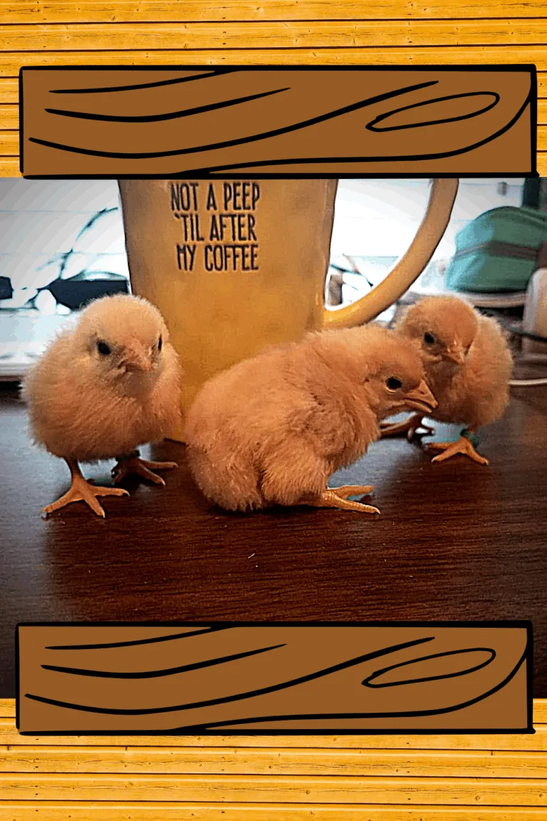 Meet our Peeps