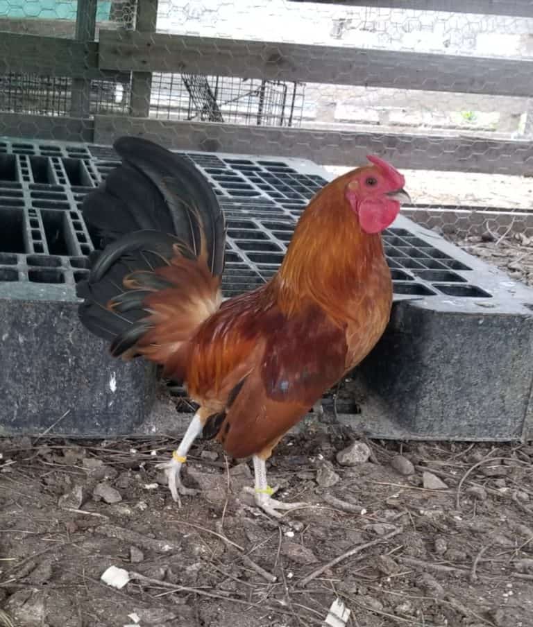 Nankin Bantams A Rare and Beautiful Backyard Bird
