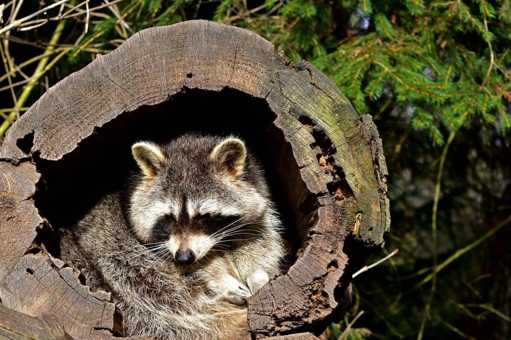 nature, animal world, raccoon