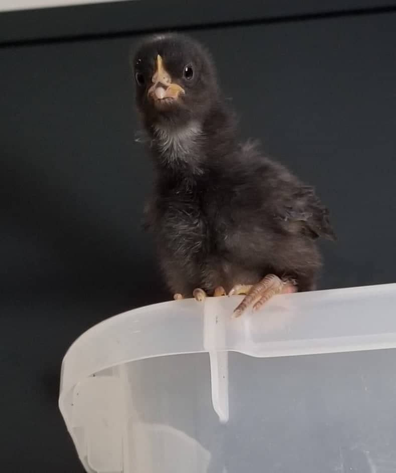 A Baby Chick Named Pooper