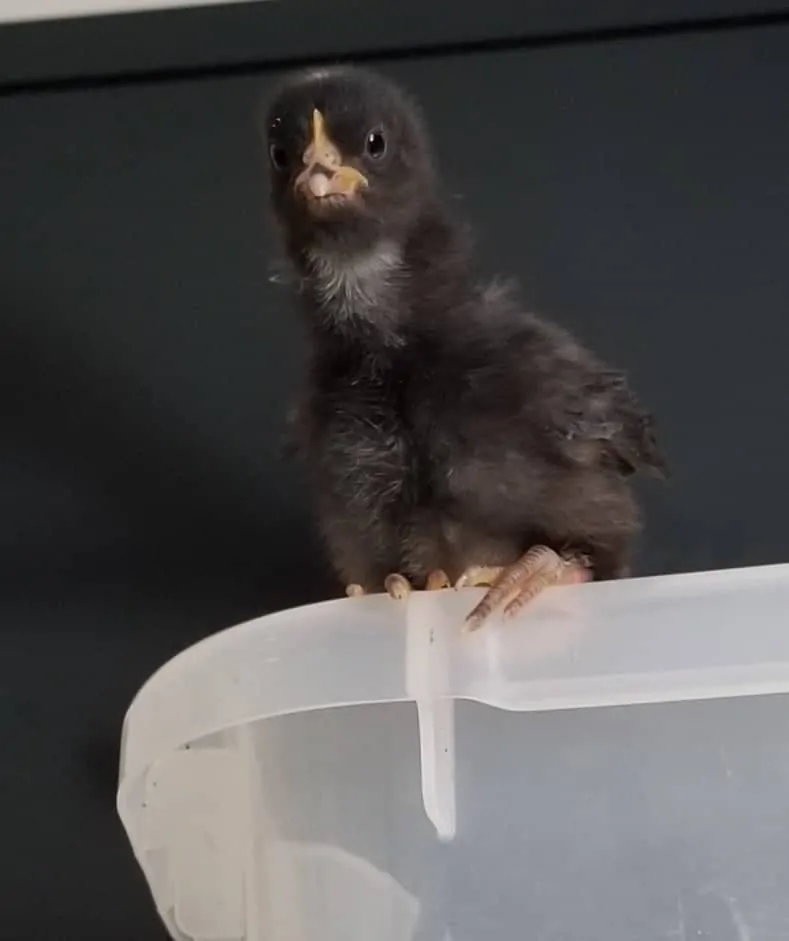 A Baby Chick Named Pooper