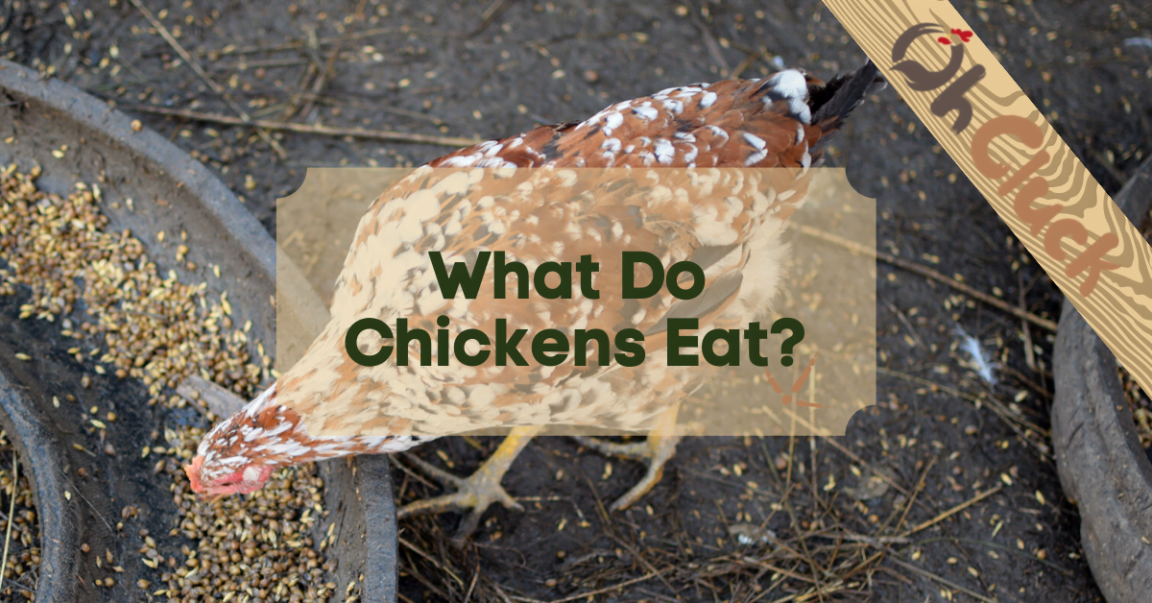 What Do Chickens Eat Best Food Choices for Your Flock
