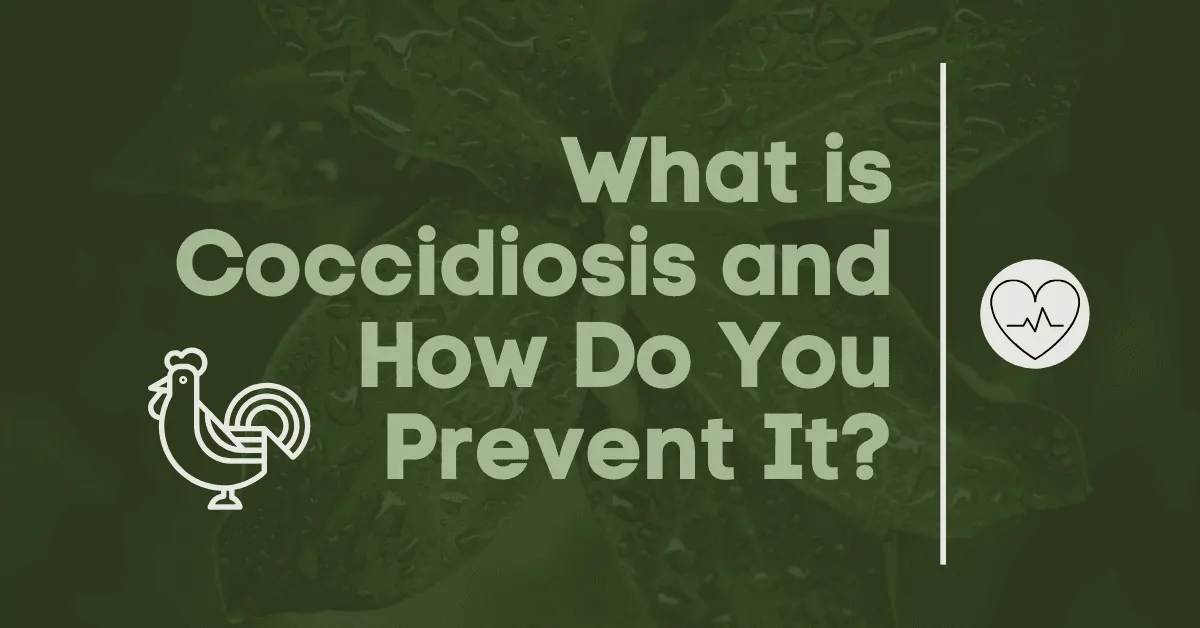 What is Coccidiosis and How Do You Prevent It?