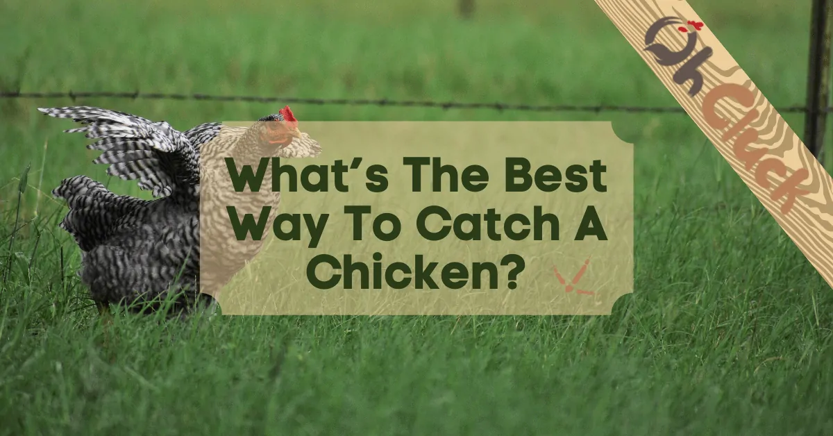 What’s The Best Way To Catch A Chicken?