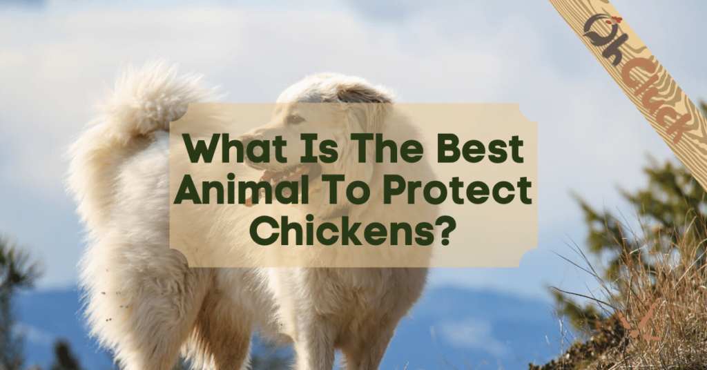 what-is-the-best-animal-to-protect-chickens-2020-ohcluck