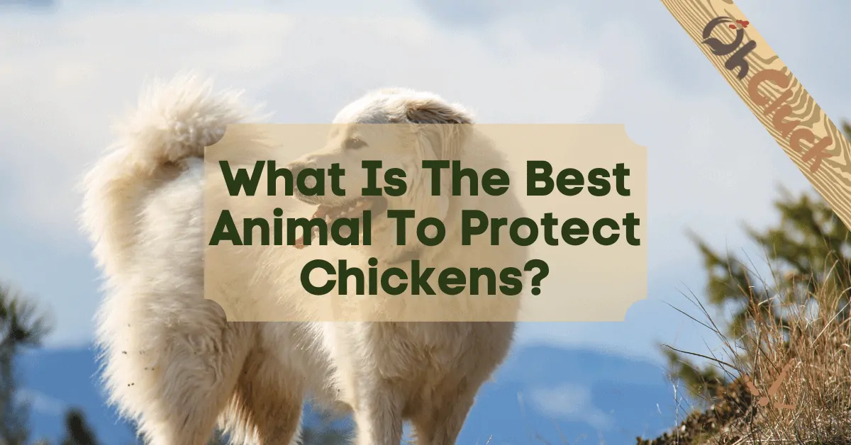 what kind of dog will protect chickens