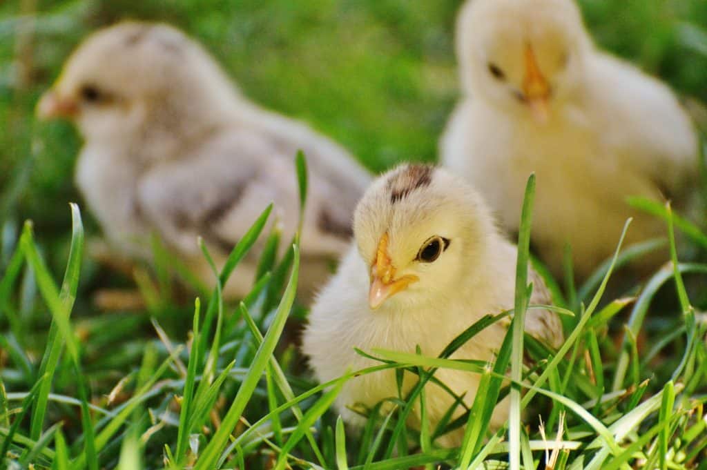 little baby chicks