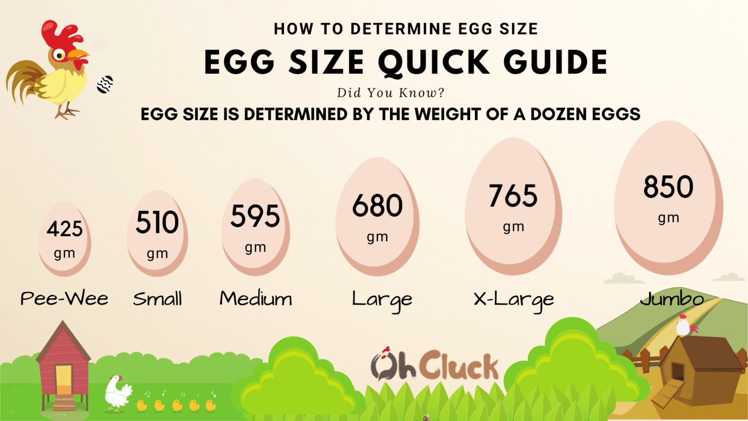 what-chickens-lay-large-eggs-ohcluck