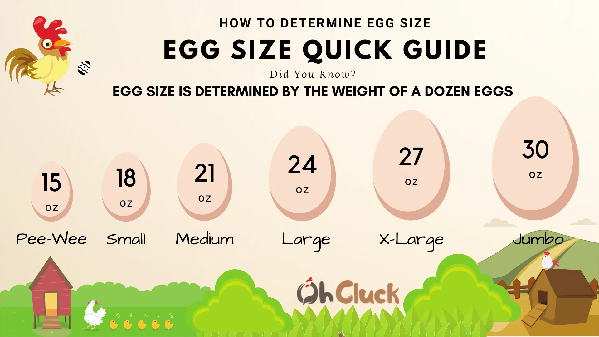 Different Sizes of Eggs, A Guide