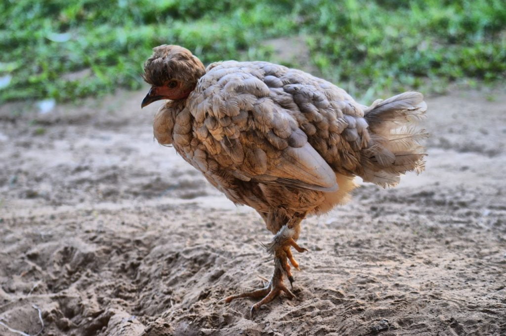 Crested Feather Chicken