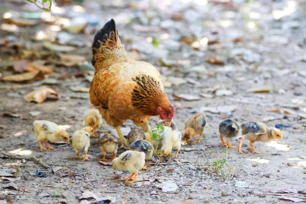 Brown and black hen with peep of chick outdoor watching her flock