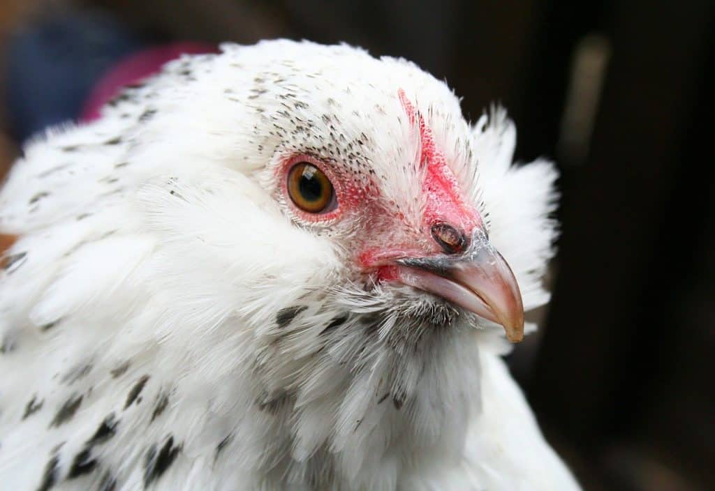 Easter Egger Bearded Chicken