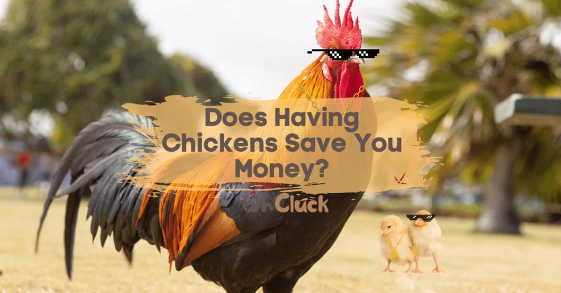 Does Having Chickens Save Money?