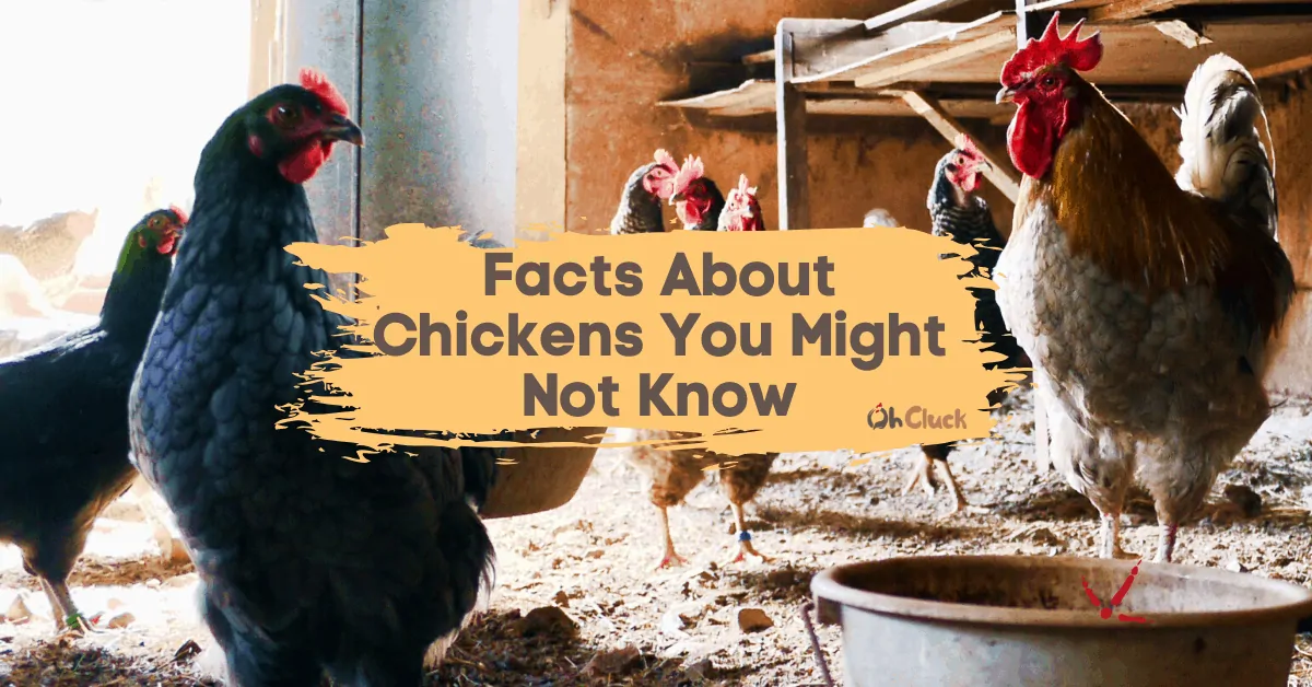 Facts About Chickens