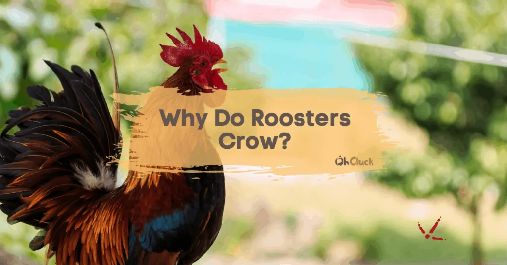 Why Does a Rooster Crow