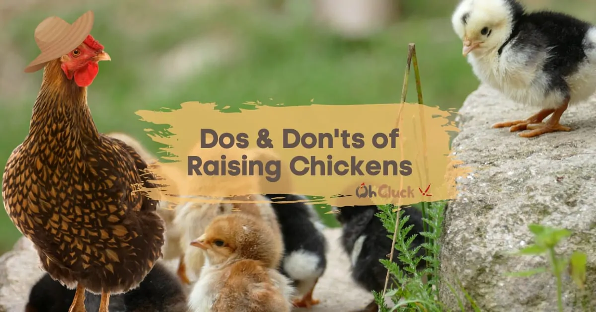 The Do's and Don'ts of Raising Chickens