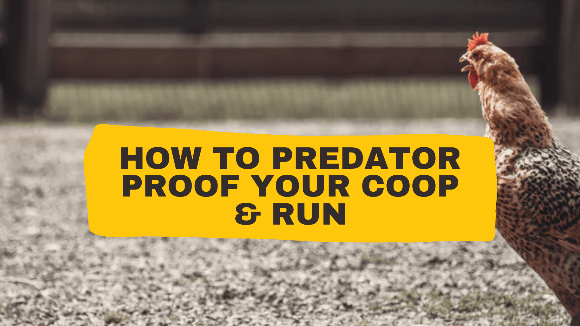 How to Predator Proof a Chicken Coop and Run