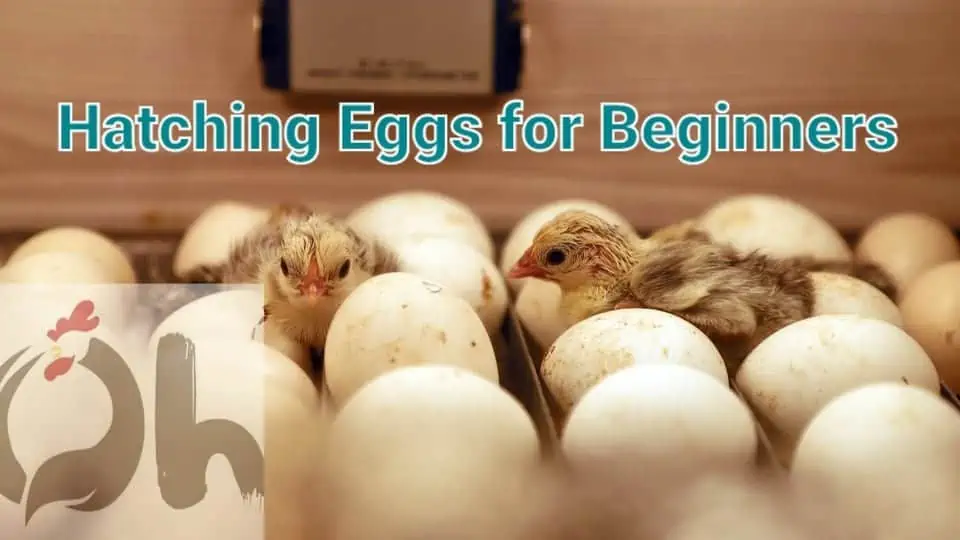 Hatching Eggs for Beginners A Step by Step Guide